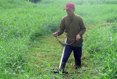 Ruộng lúa đa phần chuyển sang trồng cỏ voi phục vụ chăn nuôi bò sữa