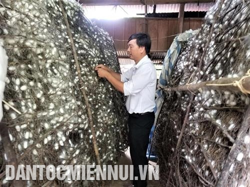 Cứ 1 ha dâu có thể nuôi được 32 hộp trứng/năm, trừ mọi chi phí, thu nhập bình quân của mỗi hộ có thể đạt 12 triệu đồng/người/tháng, cao gấp 4 lần so với sản xuất cây màu hoặc các công việc khác. Ảnh: Khoa Trương Một chu kỳ nuôi tằm kéo dài từ 15 - 16 ngày. Ảnh: Nguyễn Hoàng Cứ 1 ha dâu có thể nuôi được 32 hộp trứng/năm, trừ mọi chi phí, thu nhập bình quân của mỗi hộ có thể đạt 12 triệu đồng/người/tháng, cao gấp 4 lần so với sản xuất cây màu hoặc các công việc khác. Ảnh: Khoa Trương Một chu kỳ nuôi tằm kéo dài từ 15 - 16 ngày. Ảnh: Nguyễn Hoàng