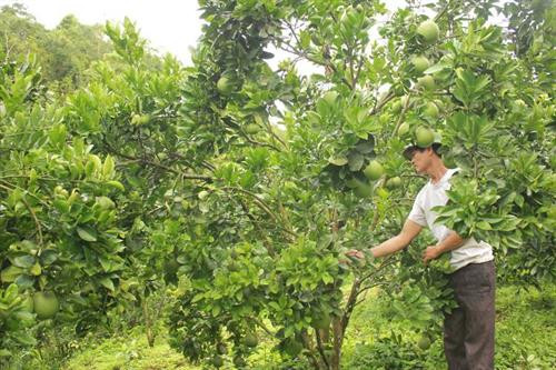 Ông Lò Văn Miên chăm sóc vườn cam của gia đình. Ảnh: khuyennongvn.gov.vn Ông Lò Văn Miên chăm sóc vườn cam của gia đình. Ảnh: khuyennongvn.gov.vn