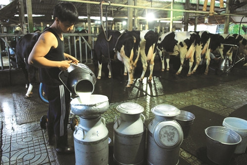 Khi khai thác sữa bò, cần quan sát kỹ chất lượng sữa để kịp thời phát hiện triệu chứng của bệnh viêm vú