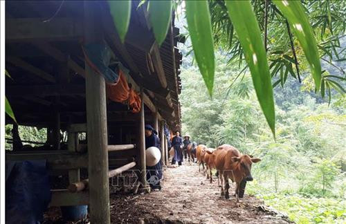 Mô hình di dời chuồng trại, thực hiện chăn nuôi tập trung ở xã Đàm Thủy, huyện Trùng Khánh, tỉnh Cao Bằng. Ảnh: Chu Hiệu – TTXVN Mô hình di dời chuồng trại, thực hiện chăn nuôi tập trung ở xã Đàm Thủy, huyện Trùng Khánh, tỉnh Cao Bằng. Ảnh: Chu Hiệu – TTXVN