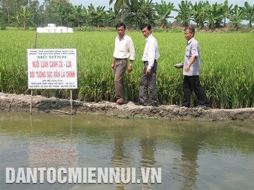Người tiêu dùng chọn mua sản phẩm dưa lưới công nghệ cao của Trung tâm sinh học Thành phố Hồ Chí Minh Từ đầu năm 2017 đến nay, tỉnh Tiền Giang đã đưa gần 4.400 ha mặt nước vào nuôi thủy sản nước ngọt với nhiều loại cá nước ngọt có giá trị kinh tế cao như: cá tra, rô đồng... Trong ảnh: Mô hình cá + lúa vùng ngập lũ.