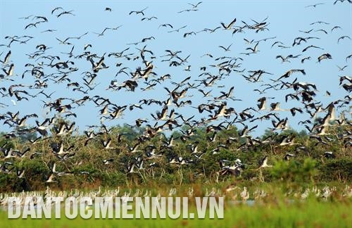 Khu bảo tồn đất ngập nước Láng Sen (Long An) với các loài chim đặc hữu và hệ sinh thái đặc trưng của vùng Đồng Tháp Mười.