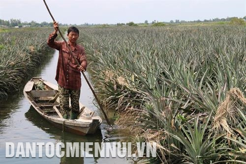 Ông Nguyễn Văn Bé Hai, ngụ tại ấp Mỹ Thuận, xã Thanh Mỹ, huyện Tân Phước (Tiền Giang) là nông dân sản xuất - kinh doanh giỏi tiêu biểu vùng Đồng Tháp Mười, mỗi năm thu hoạch trên 240 tấn dứa quả, thu lãi từ 400 - 500 triệu đồng.