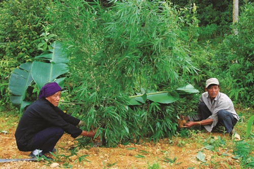 Rào tre nhốt gà - một thủ tục trước lễ cúng