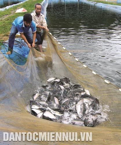 Cá hồi vân đạt trọng lượng từ 1,5 kg - 1,8 kg thì có thể tiến hành thu hoạch. Ảnh: Huy Hùng Cá hồi vân đạt trọng lượng từ 1,5 kg - 1,8 kg thì có thể tiến hành thu hoạch. Ảnh: Huy Hùng