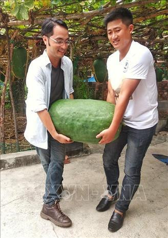 Anh Nguyễn Ngọc Thạch, Giám đốc Công ty TNHH Du lịch Bình Long (bên phải) cùng tác giả thu hoạch bí đao khổng lồ từ vườn. Ảnh: TTXVN phát