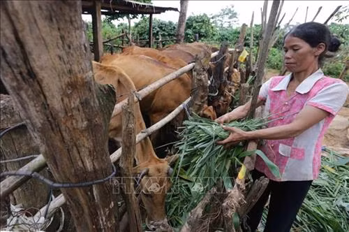Gia đình chị Rơ Chăm Ngân, dân tộc Jrai, ở làng Muông Yố 2, xã Ia Ka, huyện Chư Pah (Gia Lai) đầu tư nuôi bò góp phần tăng thu nhập. Ảnh: Trần Việt - TTXVN