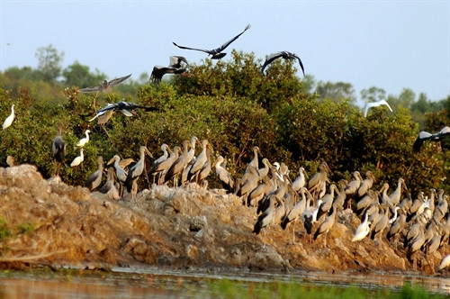 Khu Bảo tồn đất ngập nước Láng Sen, huyện Tân Hưng (Long An) có 140 loài chim; trong đó có nhiều loài chim quý hiếm có tên trong sách đỏ như: sếu đầu đỏ, điên điển, quắm đen, cò ốc... Khu Bảo tồn đất ngập nước Láng Sen, huyện Tân Hưng (Long An) có 140 loài chim; trong đó có nhiều loài chim quý hiếm có tên trong sách đỏ như: sếu đầu đỏ, điên điển, quắm đen, cò ốc...