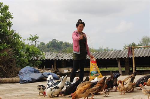 CARE hỗ trợ sinh kế cho phụ nữ dân tộc thiểu số ảnh 7 CARE hỗ trợ sinh kế cho phụ nữ dân tộc thiểu số ảnh 7