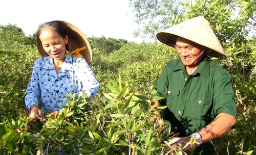 Thương binh Nguyễn Quang Don cùng vợ chăm sóc vườn cây trong trang trại của gia đình. Thương binh Nguyễn Quang Don cùng vợ chăm sóc vườn cây trong trang trại của gia đình.