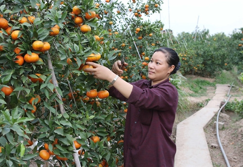 Những diện tích đất trồng lúa chuyển đổi sang trồng cam đem lại thu nhập 130 triệu đồng/ha/năm tại xã Thất Hùng, huyện Kinh Môn, tỉnh Hải Dương. Ảnh: Phương Hoa - TTXVN Những diện tích đất trồng lúa chuyển đổi sang trồng cam đem lại thu nhập 130 triệu đồng/ha/năm tại xã Thất Hùng, huyện Kinh Môn, tỉnh Hải Dương. Ảnh: Phương Hoa - TTXVN