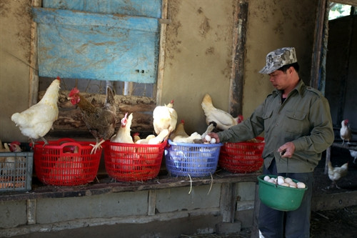 Anh Dũng thu gom trứng từ đàn gà đẻ.