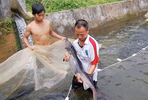 Nhiều hộ dân ở Bản Khoang làm giàu từ nuôi cá tầm. Ảnh : baolaocai.vn