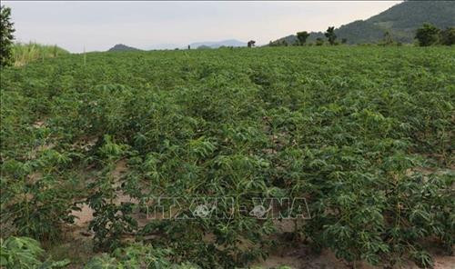Diện tích sắn bị bệnh khảm lá virus. Ảnh: Dư Toán – TTXVN.