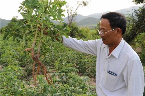 Cây sắn bị bệnh khảm lá virus không cho củ hoặc củ rất ít và không có chất lượng. Ảnh: Dư Toán – TTXVN.