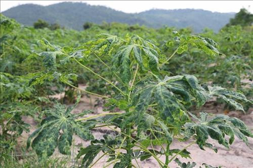 Cây sắn bị bệnh khảm lá virus. Ảnh: Dư Toán – TTXVN.