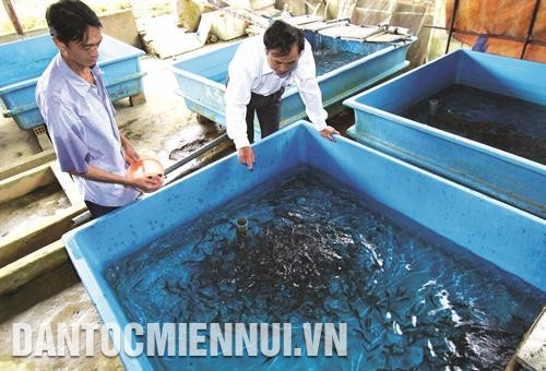 Trại nuôi cá hồi vân phải có bể nuôi cá nhỏ và bể nuôi cá thương phẩm. Ảnh: Vũ Sinh Trại nuôi cá hồi vân phải có bể nuôi cá nhỏ và bể nuôi cá thương phẩm. Ảnh: Vũ Sinh