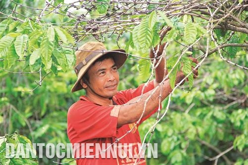 Cắt cành khô, chăm sóc cây cà phê sau thu hoạch. Ảnh: Phạm Cường