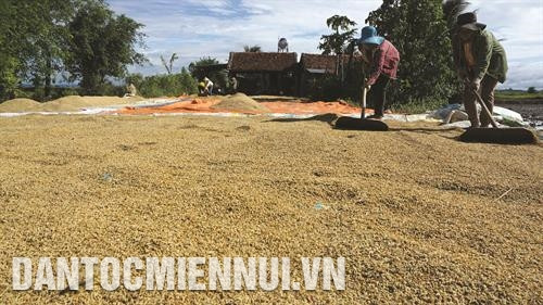 Đồng bào xã Ia Yeng, huyện Phú Thiện thu hoạch lúa vụ Đông - Xuân 2016 - 2017. Ảnh: An Thành Đạt - TTXVN