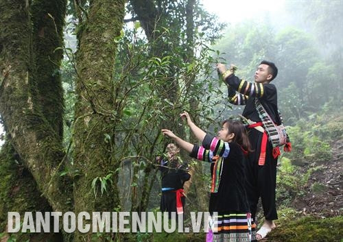 Theo người dân xã Tả Lèng, mỗi cây cho khoảng 400 kg chè búp tươi/năm. Ảnh: Minh Anh - DTMN Theo người dân xã Tả Lèng, mỗi cây cho khoảng 400 kg chè búp tươi/năm. Ảnh: Minh Anh - DTMN