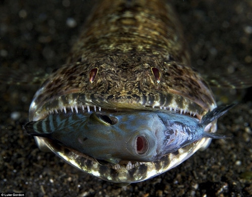 Nhiếp ảnh gia người Anh Luke Gordon ghi lại màn săn mồi của một con cá Clearfin Lizardfish Nhiếp ảnh gia người Anh Luke Gordon ghi lại màn săn mồi của một con cá Clearfin Lizardfish