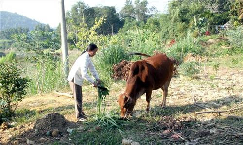Gia đình bà Hoàng Thị Loan, thôn Đồng Mà, xã Trung Yên được hỗ trợ 5 triệu đồng vốn Chương trình 135 nuôi bò sinh sản phát triển kinh tế. Ảnh: Quang Cường – TTXVN. Gia đình bà Hoàng Thị Loan, thôn Đồng Mà, xã Trung Yên được hỗ trợ 5 triệu đồng vốn Chương trình 135 nuôi bò sinh sản phát triển kinh tế. Ảnh: Quang Cường – TTXVN.