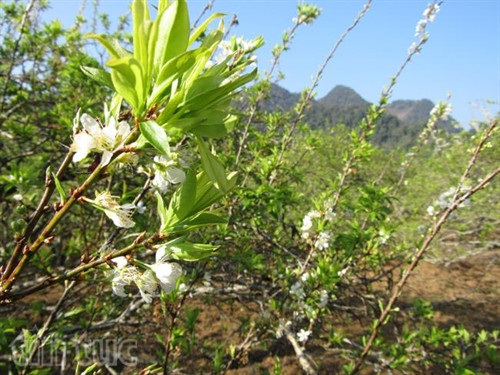 Xao xuyến sắc hoa Mộc Châu ảnh 2