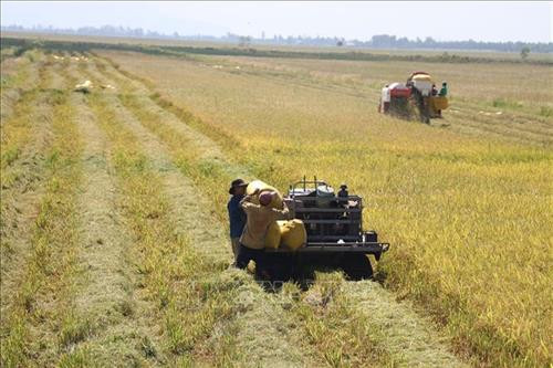 Nông dân xã Vĩnh Điều (huyện Giang Thành) thu hoạch lúa Hè Thu 2018. Ảnh: Lê Huy Hải - TTXVN Nông dân xã Vĩnh Điều (huyện Giang Thành) thu hoạch lúa Hè Thu 2018. Ảnh: Lê Huy Hải - TTXVN