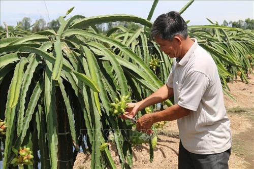 Ông Phan Văn Khanh bên vườn thanh long ruột đỏ. Ảnh: Minh Trí-TTXVN Ông Phan Văn Khanh bên vườn thanh long ruột đỏ. Ảnh: Minh Trí-TTXVN