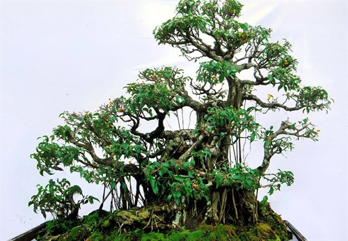 Cây sanh có thế long giáng (rồng hạ xuống) - hơn 100 năm tuổi, trị giá hàng trăm triệu đồng của bà Hà tại Tịnh Gia Viên