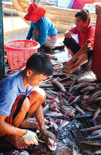 Ngoài nuôi cá bè các hộ sinh sống trên sông Châu Đốc còn làm khô cá cho nguồn thu nhập rất cao.