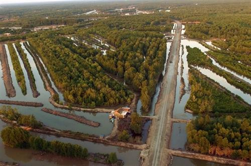 Rừng ngập mặn tại Vườn Quốc Gia Mũi Cà Mau Rừng ngập mặn tại Vườn Quốc Gia Mũi Cà Mau