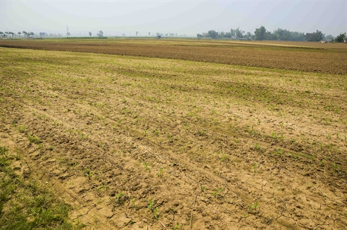 Bãi đất xưa là trận địa Hồng Cúm được người dân C2 trồng ngô Bãi đất xưa là trận địa Hồng Cúm được người dân C2 trồng ngô