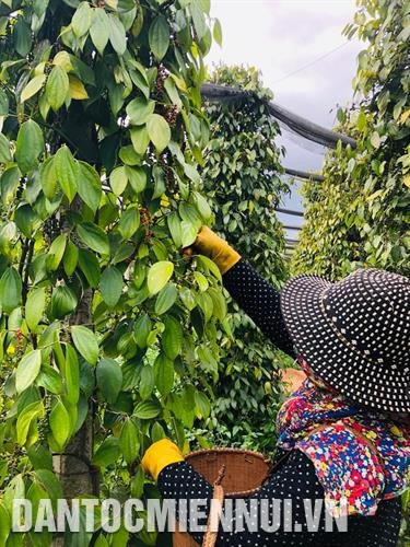 Hồ tiêu Lệ Chí được hái thủ công để giữ chất lượng tiêu. Ảnh: Hồng Điệp