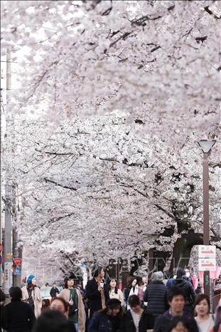 Người dân chiêm ngưỡng vẻ đẹp của hoa anh đào tại Tokyo, Nhật Bản, ngày 30/3/2019. Ảnh: Kyodo/ TTXVN Người dân chiêm ngưỡng vẻ đẹp của hoa anh đào tại Tokyo, Nhật Bản, ngày 30/3/2019. Ảnh: Kyodo/ TTXVN