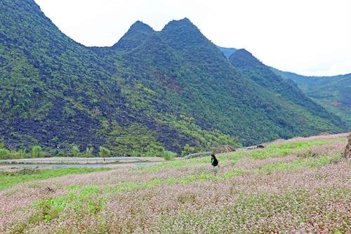 Hoa Tam giác mạch nở rộ trên những trên những cung đường lên cao nguyên đá Đồng Văn. Ảnh: Huy Hùng – TTXVN Hoa Tam giác mạch nở rộ trên những trên những cung đường lên cao nguyên đá Đồng Văn. Ảnh: Huy Hùng – TTXVN