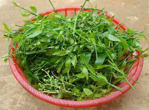 Rau sắng là loại cây đặc sản. Ảnh: hangdacsan.net Rau sắng là loại cây đặc sản. Ảnh: hangdacsan.net