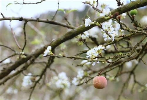 Thung lũng mận Mu Náu được ví như nóc nhà của Mộc Châu với tổng diện tích trên 200 ha gồm có rừng nguyên sinh và các vườn Mơ (40 tuổi) , vườn Mận (25 năm tuổi) cổ thụ tạo nên 1 vẻ đẹp nguyên sơ, hùng vĩ. Ảnh: Thành Đạt – TTXVN Cách trung tâm thị trấn Mộc Châu chừng 5 km, thung lũng Mu Náu là điểm đến không thể bỏ qua với vẻ hoang sơ của hàng trăm cây mận lâu năm. Ảnh: Thành Đạt – TTXVN Trời xanh, mây trắng, núi non trùng điệp cùng với hoa mận trắng nở ngập trời tạo nên 1 vẻ đẹp mê hồn của thung lũng Mu Náu. Ảnh: Thành Đạt – TTXVN Thung lũng hoa mận Mu Náu nở trắng rừng lấp ló quả xanh, quả đỏ báo hiệu 1 mùa bội thu. Ảnh: Thành Đạt – TTXVN Hoa mận trắng khoe sắc tại thung lũng Mu Náu. Ảnh: Thành Đạt – TTXVN Tháng 1 là thời điểm thung lũng mận Mu Náu nở trắng trải rộng trên khắp triền núi. Ảnh: Thành Đạt – TTXVN Toàn cảnh thị trấn Mộc Châu nhìn từ trên cao. Ảnh: Thành Đạt – TTXVN Hoa mận Mu Náu nở trắng cả thung lũng. Ảnh: Thành Đạt – TTXVN Trời xanh, mây trắng, núi non trùng điệp cùng với hoa mận trắng nở ngập trời tạo nên 1 vẻ đẹp mê hồn của thung lũng Mu Náu. Ảnh: Thành Đạt – TTXVN Du khách thả hồn giữa rừng hoa mận. Ảnh: Thành Đạt – TTXVN Thung lũng hoa mận Mu Náu nở trắng rừng lấp ló quả xanh, quả đỏ báo hiệu 1 mùa bội thu. Ảnh: Thành Đạt – TTXVN Thung lũng mận Mu Náu được ví như nóc nhà của Mộc Châu với tổng diện tích trên 200 ha gồm có rừng nguyên sinh và các vườn Mơ (40 tuổi) , vườn Mận (25 năm tuổi) cổ thụ tạo nên 1 vẻ đẹp nguyên sơ, hùng vĩ. Ảnh: Thành Đạt – TTXVN Cách trung tâm thị trấn Mộc Châu chừng 5 km, thung lũng Mu Náu là điểm đến không thể bỏ qua với vẻ hoang sơ của hàng trăm cây mận lâu năm. Ảnh: Thành Đạt – TTXVN Trời xanh, mây trắng, núi non trùng điệp cùng với hoa mận trắng nở ngập trời tạo nên 1 vẻ đẹp mê hồn của thung lũng Mu Náu. Ảnh: Thành Đạt – TTXVN Thung lũng hoa mận Mu Náu nở trắng rừng lấp ló quả xanh, quả đỏ báo hiệu 1 mùa bội thu. Ảnh: Thành Đạt – TTXVN Hoa mận trắng khoe sắc tại thung lũng Mu Náu. Ảnh: Thành Đạt – TTXVN Tháng 1 là thời điểm thung lũng mận Mu Náu nở trắng trải rộng trên khắp triền núi. Ảnh: Thành Đạt – TTXVN Toàn cảnh thị trấn Mộc Châu nhìn từ trên cao. Ảnh: Thành Đạt – TTXVN Hoa mận Mu Náu nở trắng cả thung lũng. Ảnh: Thành Đạt – TTXVN Trời xanh, mây trắng, núi non trùng điệp cùng với hoa mận trắng nở ngập trời tạo nên 1 vẻ đẹp mê hồn của thung lũng Mu Náu. Ảnh: Thành Đạt – TTXVN Du khách thả hồn giữa rừng hoa mận. Ảnh: Thành Đạt – TTXVN Thung lũng hoa mận Mu Náu nở trắng rừng lấp ló quả xanh, quả đỏ báo hiệu 1 mùa bội thu. Ảnh: Thành Đạt – TTXVN