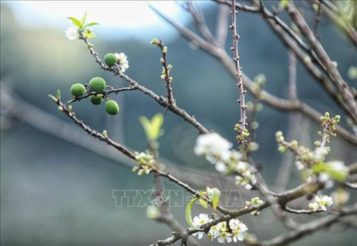 Thung lũng mận Mu Náu được ví như nóc nhà của Mộc Châu với tổng diện tích trên 200 ha gồm có rừng nguyên sinh và các vườn Mơ (40 tuổi) , vườn Mận (25 năm tuổi) cổ thụ tạo nên 1 vẻ đẹp nguyên sơ, hùng vĩ. Ảnh: Thành Đạt – TTXVN Cách trung tâm thị trấn Mộc Châu chừng 5 km, thung lũng Mu Náu là điểm đến không thể bỏ qua với vẻ hoang sơ của hàng trăm cây mận lâu năm. Ảnh: Thành Đạt – TTXVN Trời xanh, mây trắng, núi non trùng điệp cùng với hoa mận trắng nở ngập trời tạo nên 1 vẻ đẹp mê hồn của thung lũng Mu Náu. Ảnh: Thành Đạt – TTXVN Thung lũng hoa mận Mu Náu nở trắng rừng lấp ló quả xanh, quả đỏ báo hiệu 1 mùa bội thu. Ảnh: Thành Đạt – TTXVN Hoa mận trắng khoe sắc tại thung lũng Mu Náu. Ảnh: Thành Đạt – TTXVN Tháng 1 là thời điểm thung lũng mận Mu Náu nở trắng trải rộng trên khắp triền núi. Ảnh: Thành Đạt – TTXVN Toàn cảnh thị trấn Mộc Châu nhìn từ trên cao. Ảnh: Thành Đạt – TTXVN Hoa mận Mu Náu nở trắng cả thung lũng. Ảnh: Thành Đạt – TTXVN Trời xanh, mây trắng, núi non trùng điệp cùng với hoa mận trắng nở ngập trời tạo nên 1 vẻ đẹp mê hồn của thung lũng Mu Náu. Ảnh: Thành Đạt – TTXVN Du khách thả hồn giữa rừng hoa mận. Ảnh: Thành Đạt – TTXVN Thung lũng hoa mận Mu Náu nở trắng rừng lấp ló quả xanh, quả đỏ báo hiệu 1 mùa bội thu. Ảnh: Thành Đạt – TTXVN Thung lũng mận Mu Náu được ví như nóc nhà của Mộc Châu với tổng diện tích trên 200 ha gồm có rừng nguyên sinh và các vườn Mơ (40 tuổi) , vườn Mận (25 năm tuổi) cổ thụ tạo nên 1 vẻ đẹp nguyên sơ, hùng vĩ. Ảnh: Thành Đạt – TTXVN Cách trung tâm thị trấn Mộc Châu chừng 5 km, thung lũng Mu Náu là điểm đến không thể bỏ qua với vẻ hoang sơ của hàng trăm cây mận lâu năm. Ảnh: Thành Đạt – TTXVN Trời xanh, mây trắng, núi non trùng điệp cùng với hoa mận trắng nở ngập trời tạo nên 1 vẻ đẹp mê hồn của thung lũng Mu Náu. Ảnh: Thành Đạt – TTXVN Thung lũng hoa mận Mu Náu nở trắng rừng lấp ló quả xanh, quả đỏ báo hiệu 1 mùa bội thu. Ảnh: Thành Đạt – TTXVN Hoa mận trắng khoe sắc tại thung lũng Mu Náu. Ảnh: Thành Đạt – TTXVN Tháng 1 là thời điểm thung lũng mận Mu Náu nở trắng trải rộng trên khắp triền núi. Ảnh: Thành Đạt – TTXVN Toàn cảnh thị trấn Mộc Châu nhìn từ trên cao. Ảnh: Thành Đạt – TTXVN Hoa mận Mu Náu nở trắng cả thung lũng. Ảnh: Thành Đạt – TTXVN Trời xanh, mây trắng, núi non trùng điệp cùng với hoa mận trắng nở ngập trời tạo nên 1 vẻ đẹp mê hồn của thung lũng Mu Náu. Ảnh: Thành Đạt – TTXVN Du khách thả hồn giữa rừng hoa mận. Ảnh: Thành Đạt – TTXVN Thung lũng hoa mận Mu Náu nở trắng rừng lấp ló quả xanh, quả đỏ báo hiệu 1 mùa bội thu. Ảnh: Thành Đạt – TTXVN