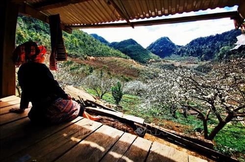 Thung lũng mận Mu Náu được ví như nóc nhà của Mộc Châu với tổng diện tích trên 200 ha gồm có rừng nguyên sinh và các vườn Mơ (40 tuổi) , vườn Mận (25 năm tuổi) cổ thụ tạo nên 1 vẻ đẹp nguyên sơ, hùng vĩ. Ảnh: Thành Đạt – TTXVN Cách trung tâm thị trấn Mộc Châu chừng 5 km, thung lũng Mu Náu là điểm đến không thể bỏ qua với vẻ hoang sơ của hàng trăm cây mận lâu năm. Ảnh: Thành Đạt – TTXVN Trời xanh, mây trắng, núi non trùng điệp cùng với hoa mận trắng nở ngập trời tạo nên 1 vẻ đẹp mê hồn của thung lũng Mu Náu. Ảnh: Thành Đạt – TTXVN Thung lũng hoa mận Mu Náu nở trắng rừng lấp ló quả xanh, quả đỏ báo hiệu 1 mùa bội thu. Ảnh: Thành Đạt – TTXVN Hoa mận trắng khoe sắc tại thung lũng Mu Náu. Ảnh: Thành Đạt – TTXVN Tháng 1 là thời điểm thung lũng mận Mu Náu nở trắng trải rộng trên khắp triền núi. Ảnh: Thành Đạt – TTXVN Toàn cảnh thị trấn Mộc Châu nhìn từ trên cao. Ảnh: Thành Đạt – TTXVN Hoa mận Mu Náu nở trắng cả thung lũng. Ảnh: Thành Đạt – TTXVN Trời xanh, mây trắng, núi non trùng điệp cùng với hoa mận trắng nở ngập trời tạo nên 1 vẻ đẹp mê hồn của thung lũng Mu Náu. Ảnh: Thành Đạt – TTXVN Du khách thả hồn giữa rừng hoa mận. Ảnh: Thành Đạt – TTXVN Thung lũng hoa mận Mu Náu nở trắng rừng lấp ló quả xanh, quả đỏ báo hiệu 1 mùa bội thu. Ảnh: Thành Đạt – TTXVN Thung lũng mận Mu Náu được ví như nóc nhà của Mộc Châu với tổng diện tích trên 200 ha gồm có rừng nguyên sinh và các vườn Mơ (40 tuổi) , vườn Mận (25 năm tuổi) cổ thụ tạo nên 1 vẻ đẹp nguyên sơ, hùng vĩ. Ảnh: Thành Đạt – TTXVN Cách trung tâm thị trấn Mộc Châu chừng 5 km, thung lũng Mu Náu là điểm đến không thể bỏ qua với vẻ hoang sơ của hàng trăm cây mận lâu năm. Ảnh: Thành Đạt – TTXVN Trời xanh, mây trắng, núi non trùng điệp cùng với hoa mận trắng nở ngập trời tạo nên 1 vẻ đẹp mê hồn của thung lũng Mu Náu. Ảnh: Thành Đạt – TTXVN Thung lũng hoa mận Mu Náu nở trắng rừng lấp ló quả xanh, quả đỏ báo hiệu 1 mùa bội thu. Ảnh: Thành Đạt – TTXVN Hoa mận trắng khoe sắc tại thung lũng Mu Náu. Ảnh: Thành Đạt – TTXVN Tháng 1 là thời điểm thung lũng mận Mu Náu nở trắng trải rộng trên khắp triền núi. Ảnh: Thành Đạt – TTXVN Toàn cảnh thị trấn Mộc Châu nhìn từ trên cao. Ảnh: Thành Đạt – TTXVN Hoa mận Mu Náu nở trắng cả thung lũng. Ảnh: Thành Đạt – TTXVN Trời xanh, mây trắng, núi non trùng điệp cùng với hoa mận trắng nở ngập trời tạo nên 1 vẻ đẹp mê hồn của thung lũng Mu Náu. Ảnh: Thành Đạt – TTXVN Du khách thả hồn giữa rừng hoa mận. Ảnh: Thành Đạt – TTXVN Thung lũng hoa mận Mu Náu nở trắng rừng lấp ló quả xanh, quả đỏ báo hiệu 1 mùa bội thu. Ảnh: Thành Đạt – TTXVN