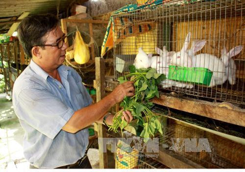 Thu nhập cao từ nuôi thỏ ngoại. Ảnh: Vĩnh Trọng - TTXVN Thu nhập cao từ nuôi thỏ ngoại. Ảnh: Vĩnh Trọng - TTXVN