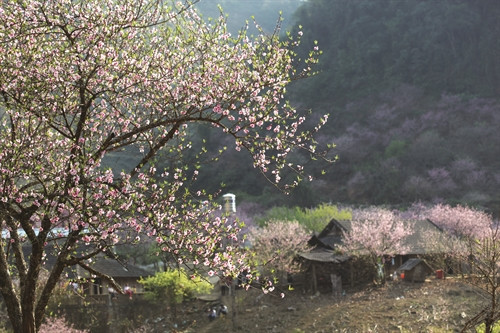 Du khách được ngắm nhìn đào nở trong tiết trời xuân Tây Bắc