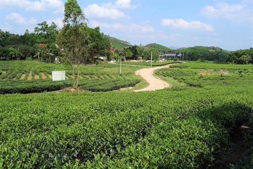 Chè bản Ven – đặc sản nổi tiếng của huyện Yên Thế.