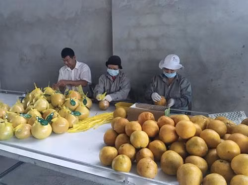 Sản phẩm bưởi đỏ của hộ thành viên HTX sản xuất, chế biến và tiêu thụ bưởi đỏ Tân Lạc được rửa sạch bằng dây chuyền công nghệ, đóng gói và nhãn hiệu trước khi giao cho đơn vị thu mua theo đúng hợp đồng, giúp nâng cao giá trị nông sản. Nguồn ảnh: baohoabinh.com.vn