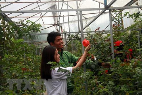 Trang trại Bio Frech là nơi trồng nhiều giống hoa hồng ngoại nhập nhất tại Đà Lạt. Ảnh: Đặng Tuấn - TTXVN Trang trại Bio Frech là nơi trồng nhiều giống hoa hồng ngoại nhập nhất tại Đà Lạt. Ảnh: Đặng Tuấn - TTXVN
