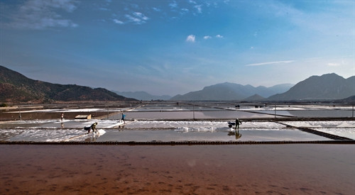 Thu hoạch muối tại cánh đồng muối Phương Cựu, huyện Ninh Hải. Ảnh: Trọng Đạt - TTXVN Thu hoạch muối tại cánh đồng muối Phương Cựu, huyện Ninh Hải. Ảnh: Trọng Đạt - TTXVN