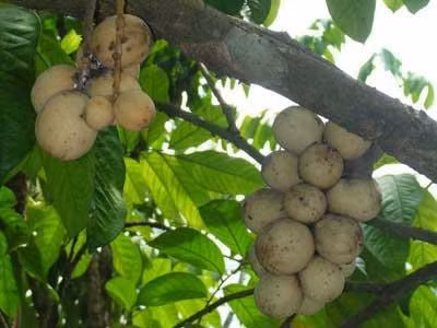 Quả bòn bon. Ảnh: nongnghiep.vn