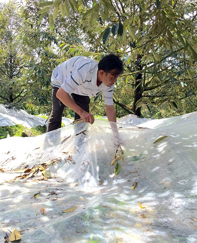 Ông Lê Văn Hải thôn 2, xã Đạ Ploa, huyện Đạ Huoai đang phủ bạt dưới gốc sầu riêng