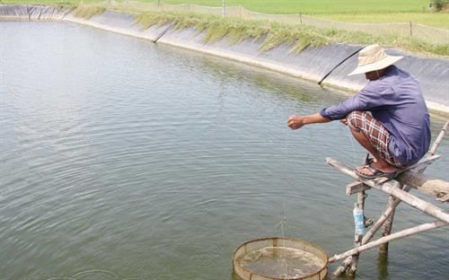 Người nuôi thường xuyên chăm sóc, kiểm tra tôm. Ảnh: Báo Long An online